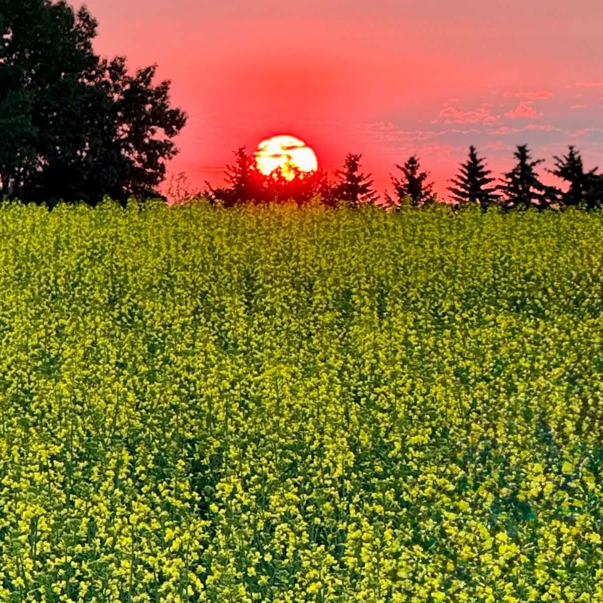 Canola field at sunrise showcasing healthy crop growth and successful agricultural management